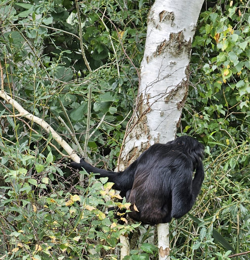 Black-handed gibbon II (Germendorf Zoo oktober 2023)