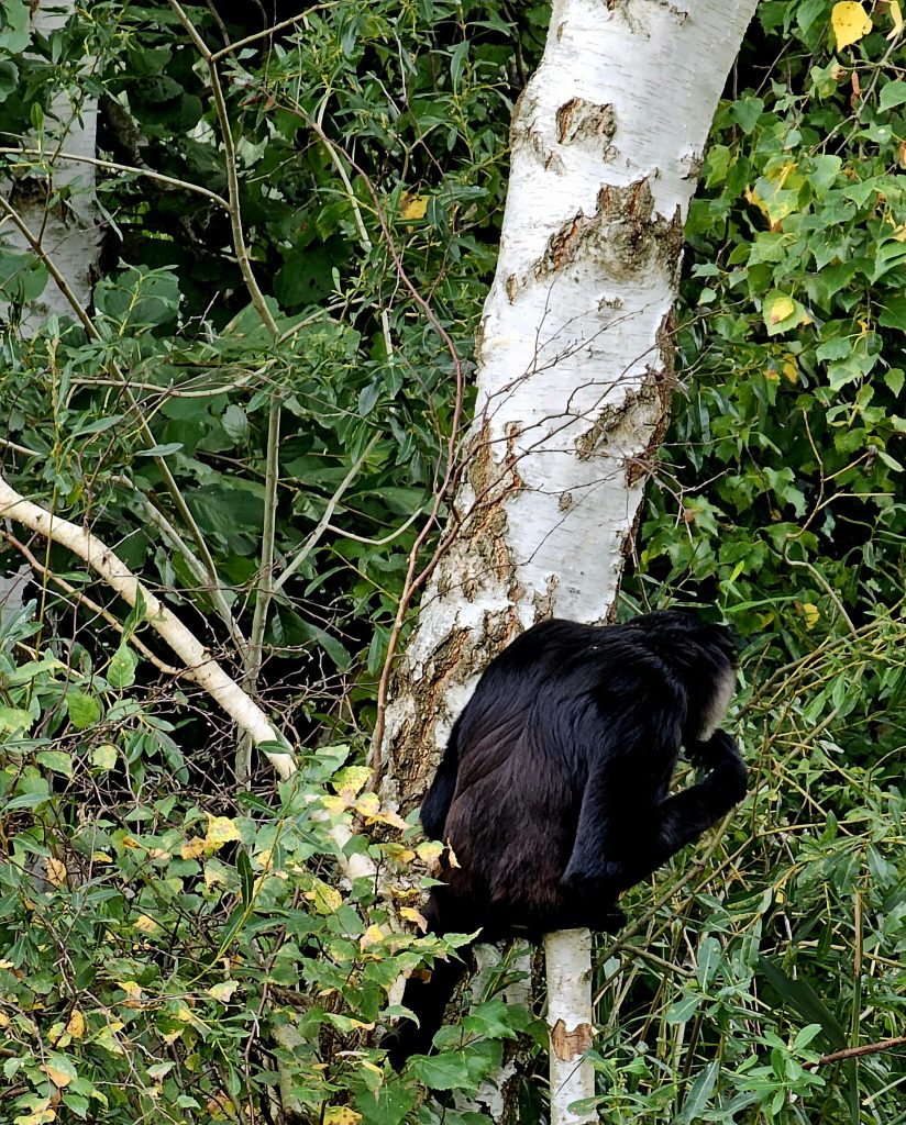 Black-handed gibbon II (Germendorf Zoo oktober 2023)