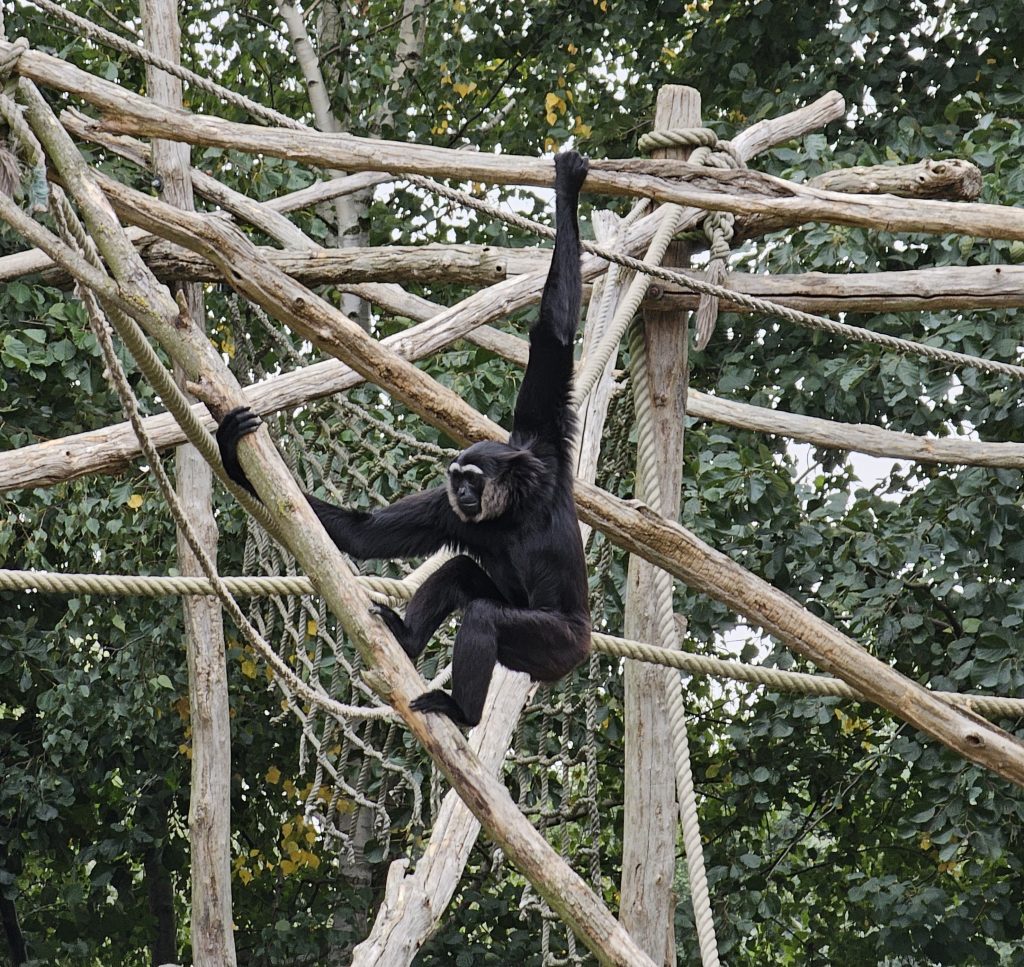 Gibbon černoruký II (Germendorf Zoo říjen 2023)
