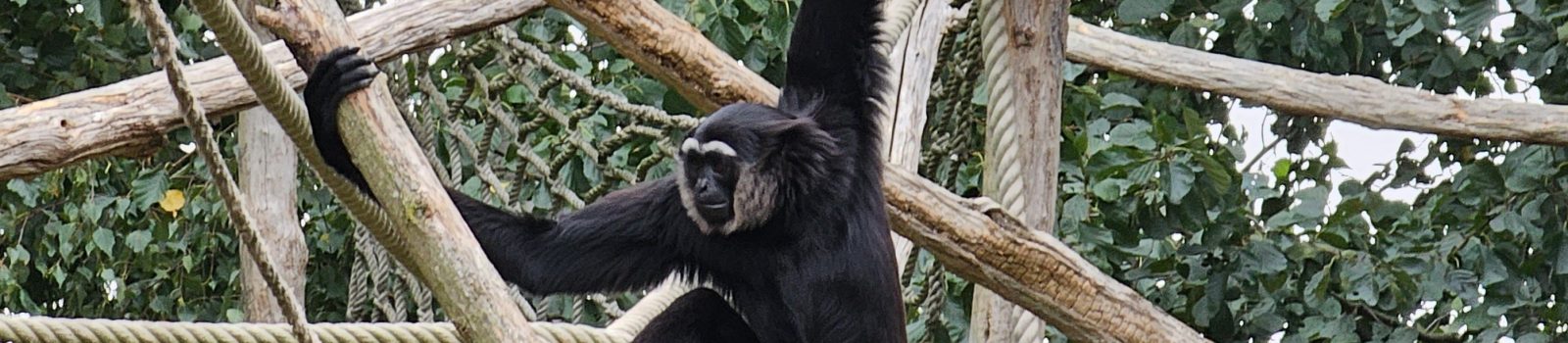 Black-handed gibbon II (Germendorfin eläintarha lokakuu 2023)