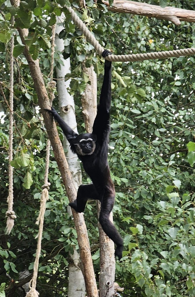 검은손긴팔원숭이 II(게르멘도르프 동물원 2023년 XNUMX월)