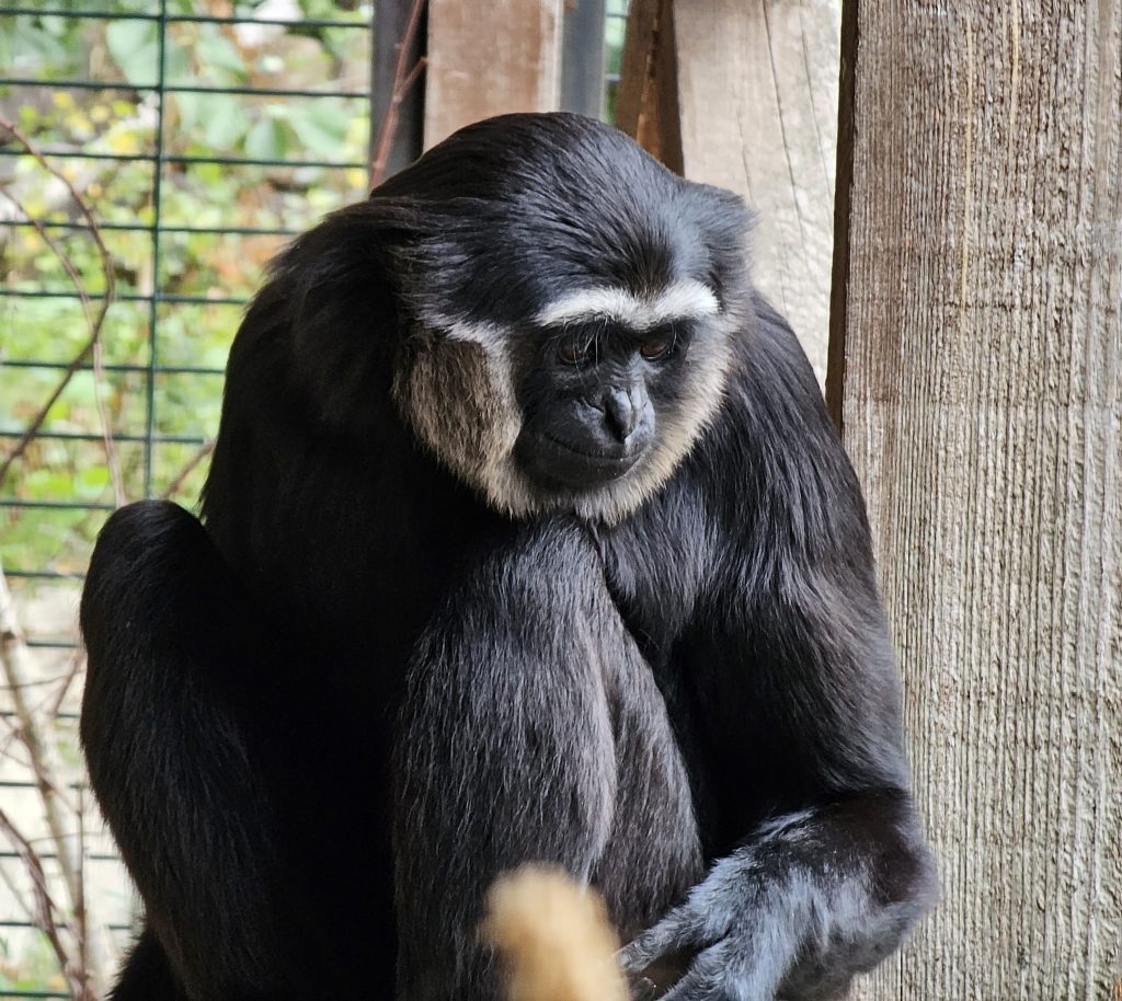 Gibbon met zwarte handen