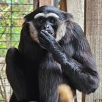 Gibbon aux mains noires
