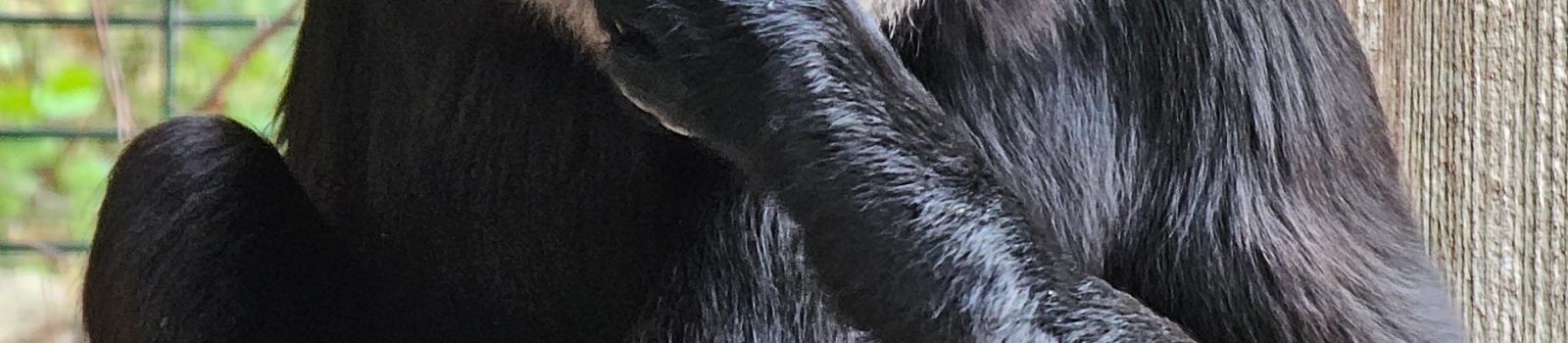 Mustakätinen gibbon (Germendorfin eläintarha lokakuu 2023)