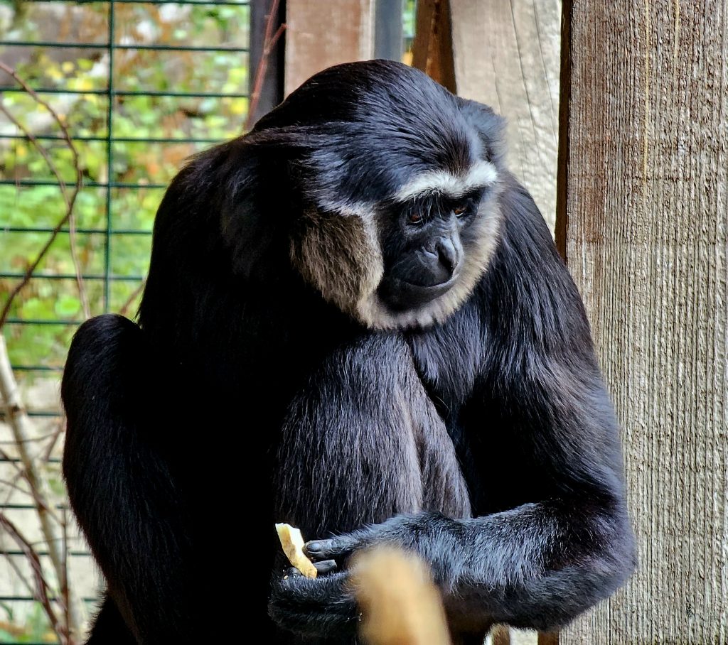 Gibbon met zwarte handen