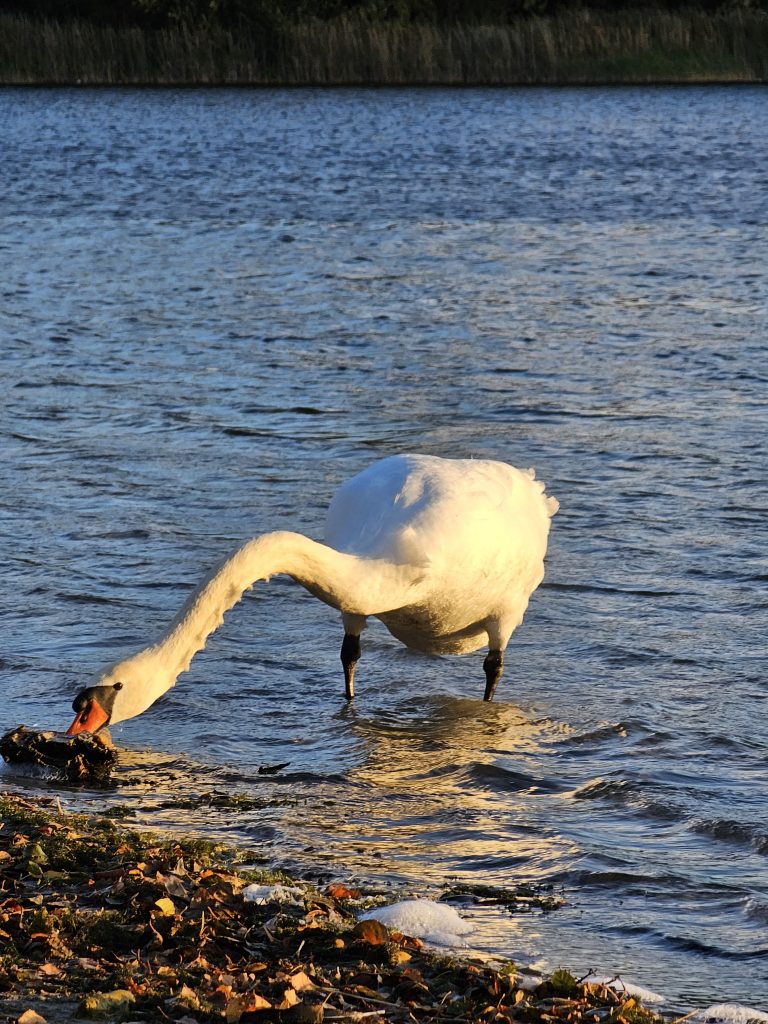Swan at Nymphensee October 2023