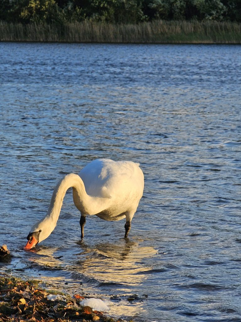 Swan på Nymphensee oktober 2023