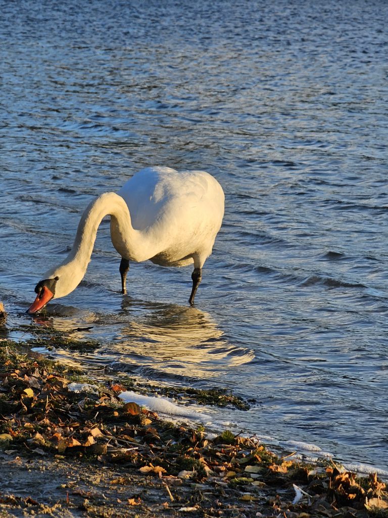 Swan at Nymphensee October 2023