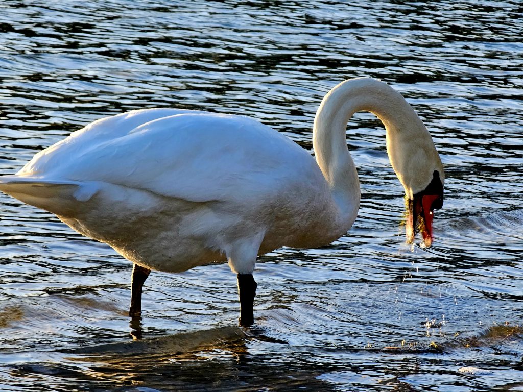 Swan la Nymphensee octombrie 2023
