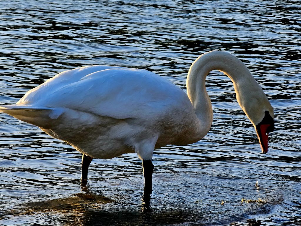Swan at Nymphensee Οκτώβριος 2023