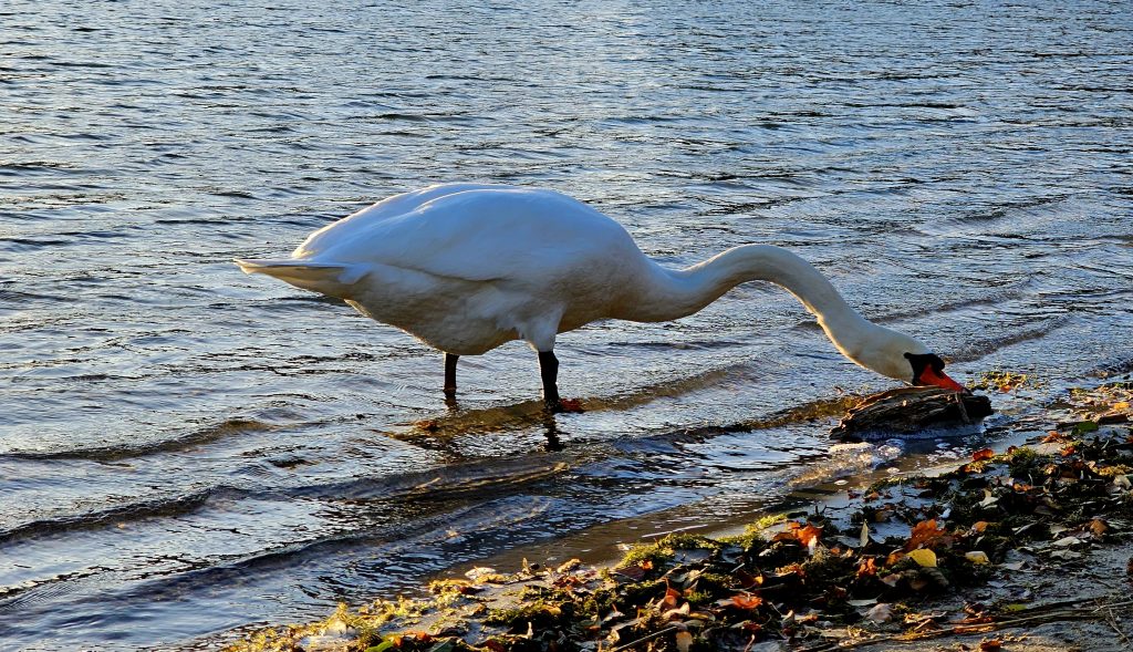 Swan v Nymphensee říjen 2023