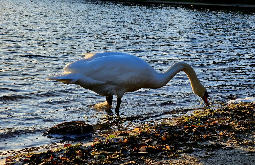 Swan at Nymphensee жовтень 2023
