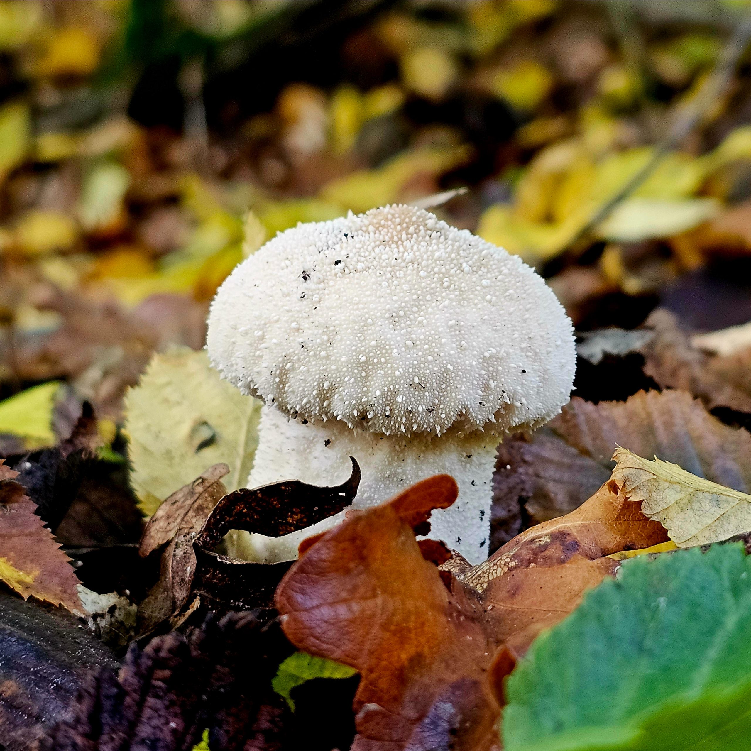 Bílá houba
