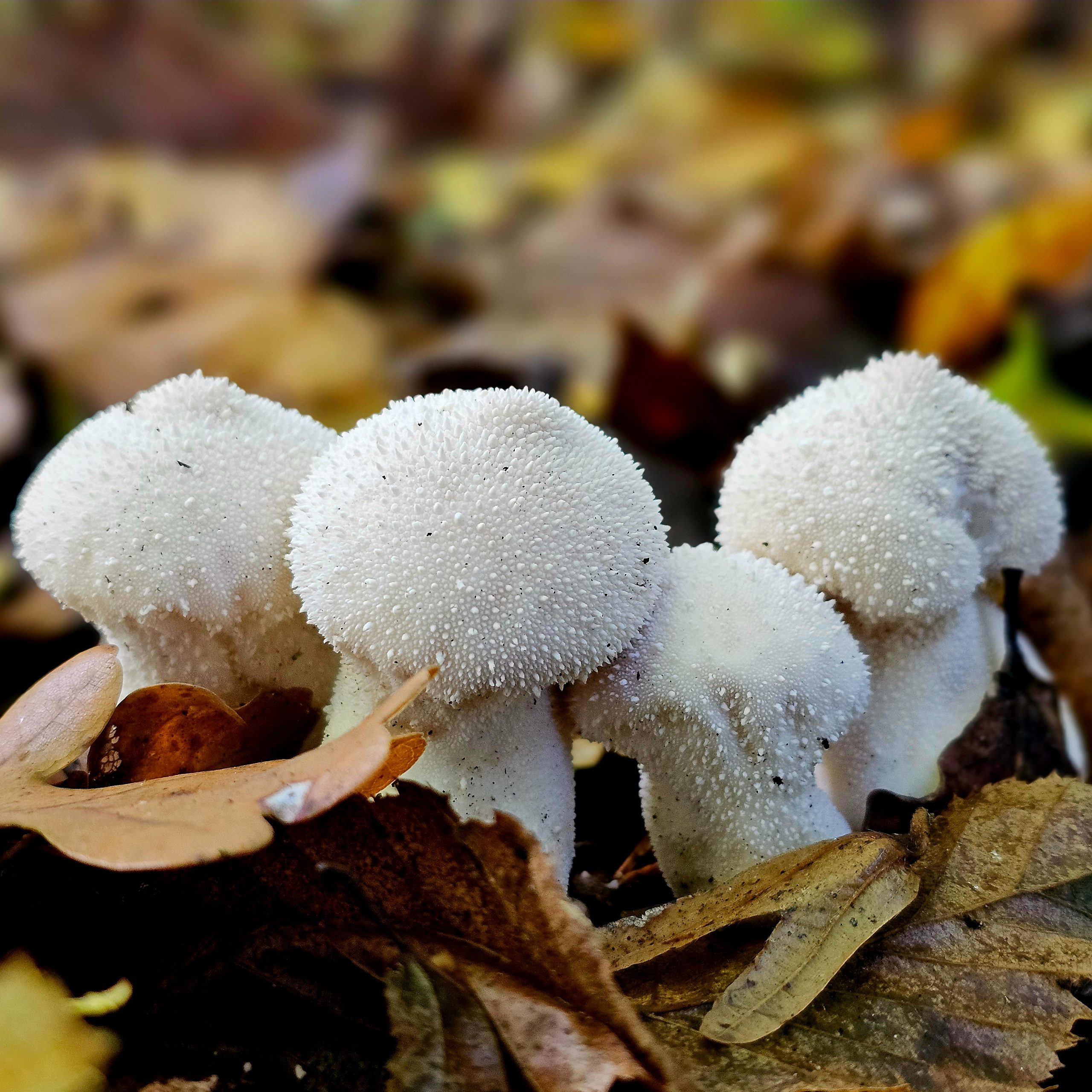 Gruppo di funghi