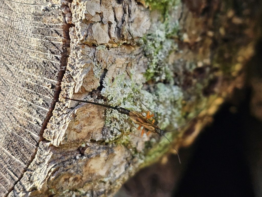Insekt auf Baumstumpf