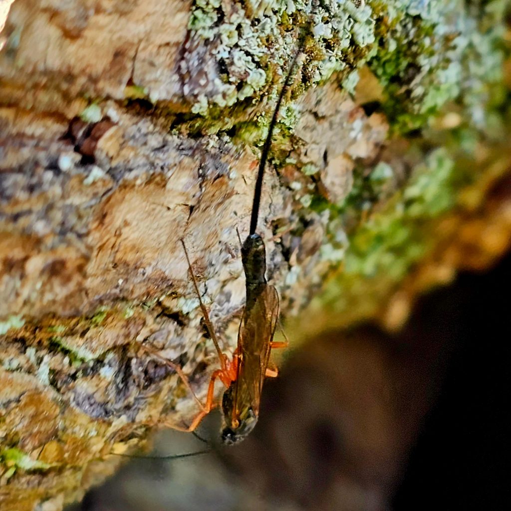 Insekt på træstub