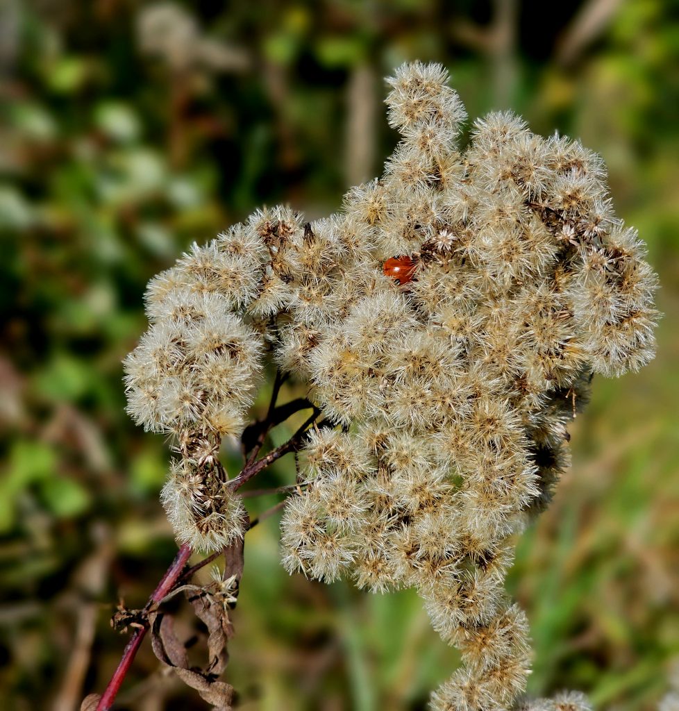 Ladybug ar goldenrod