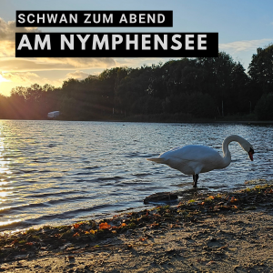 Swan ve večerních hodinách u Nymphensee (říjen 2023)