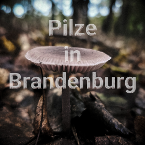 Den fascinerende mangfoldighed af svampe i Brandenburg: naturlige vidundere nær os