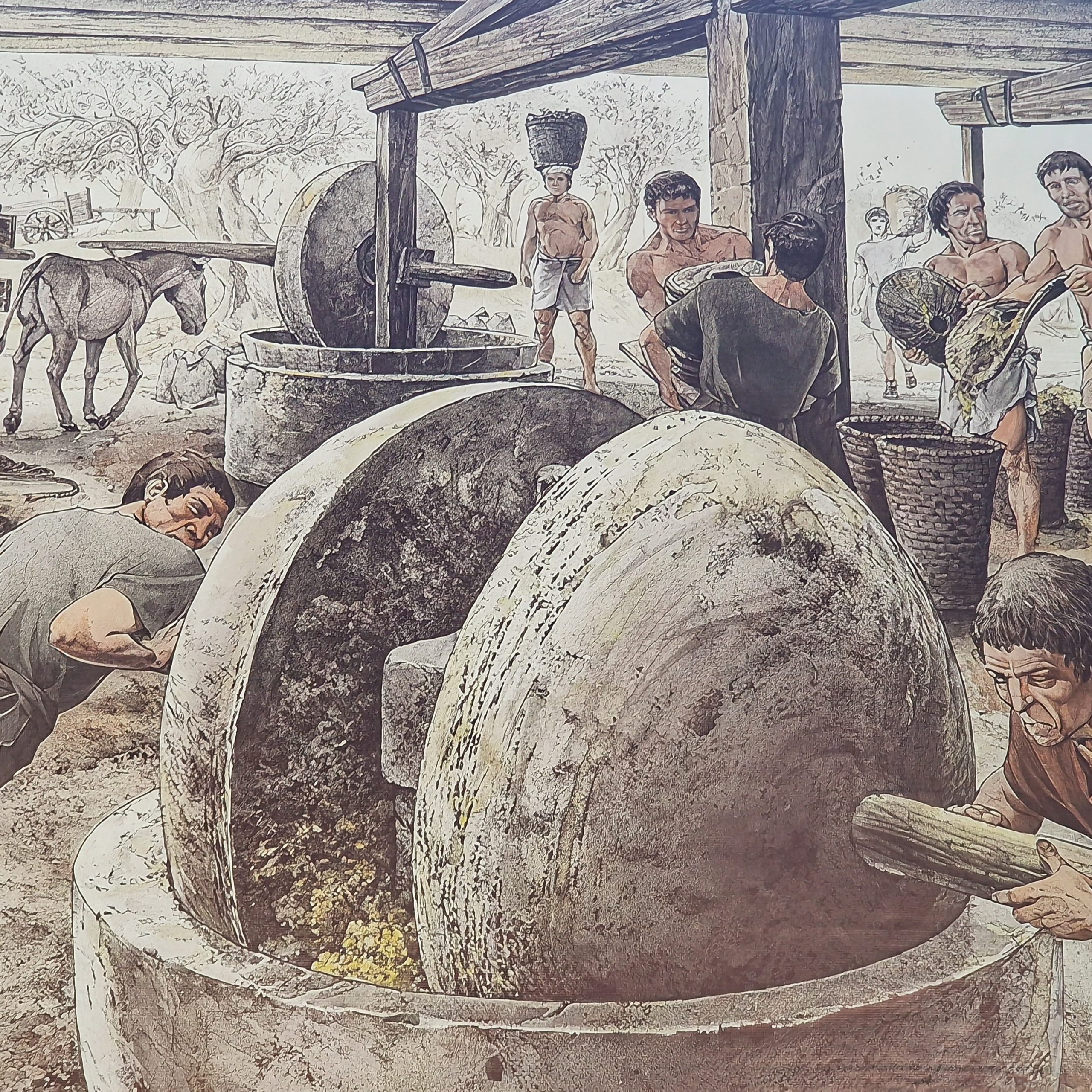 Girit'te zeytinyağı üretimi