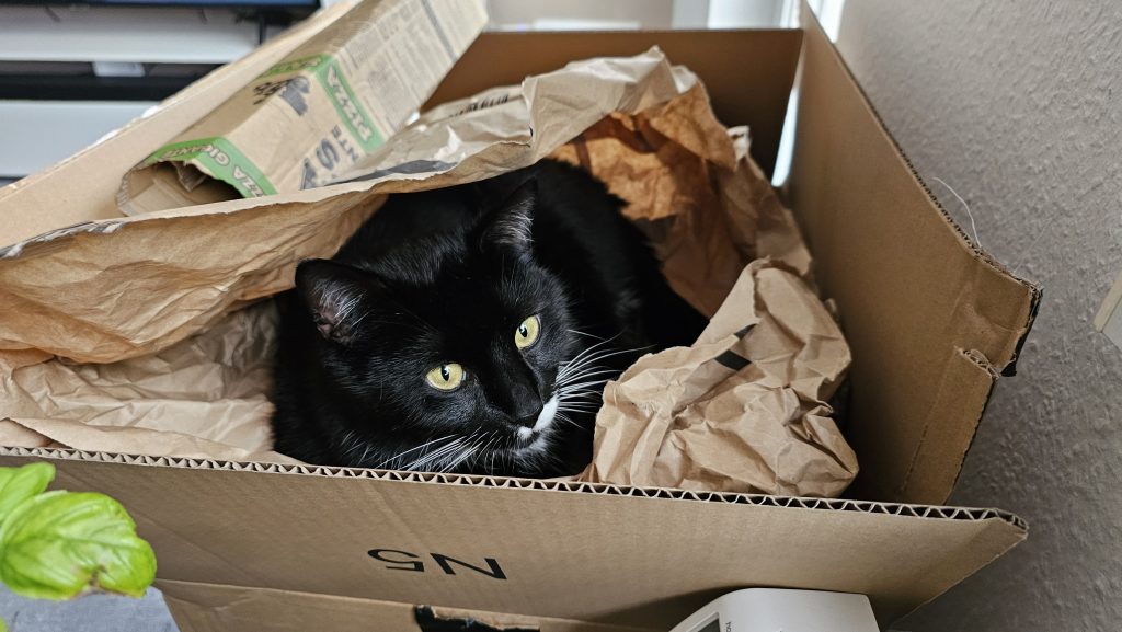 Happy's Cardboard Kingdom: A fluffy adventure in cardboard boxes"
