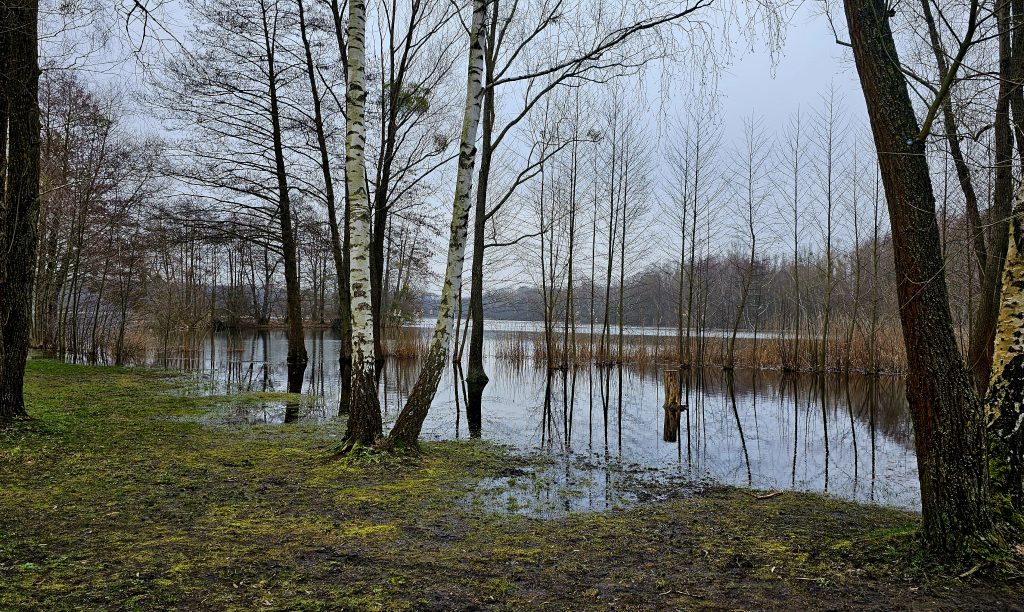 ทุ่งหญ้าที่ Nymphensee อยู่ใต้น้ำ (กุมภาพันธ์ 2024)
