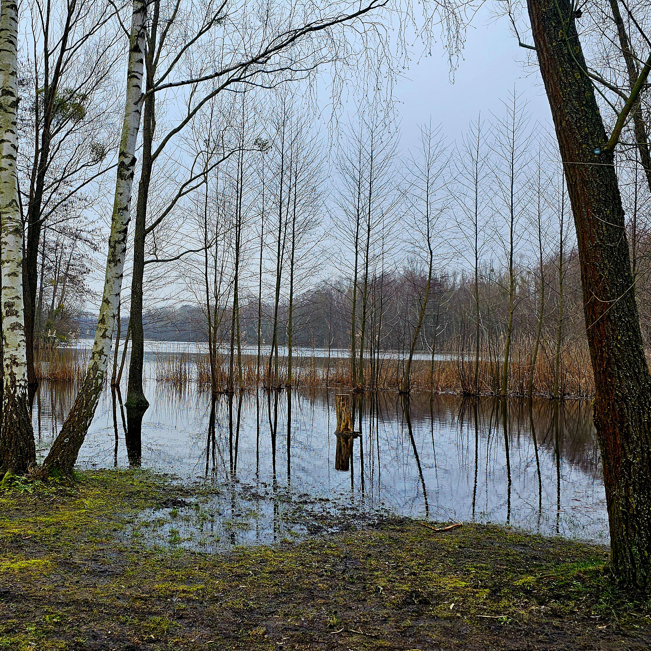 ニンフェン湖の牧草地は水面下にある (2024 年 XNUMX 月)
