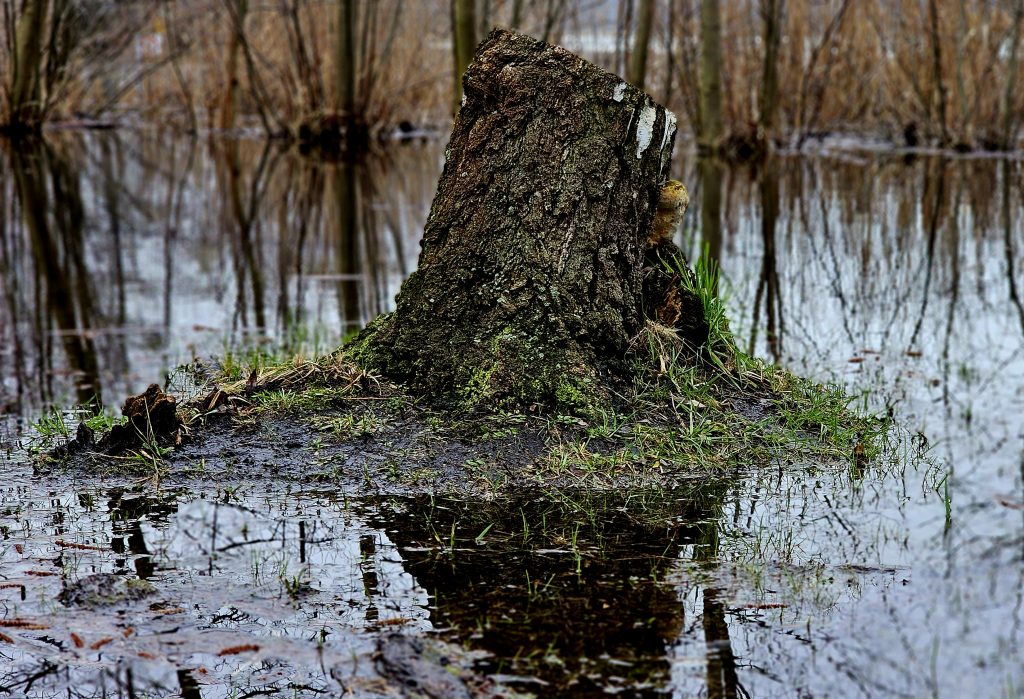 宁芬湖 (Nymphensee) 的草地被水淹没（2024 年 XNUMX 月）