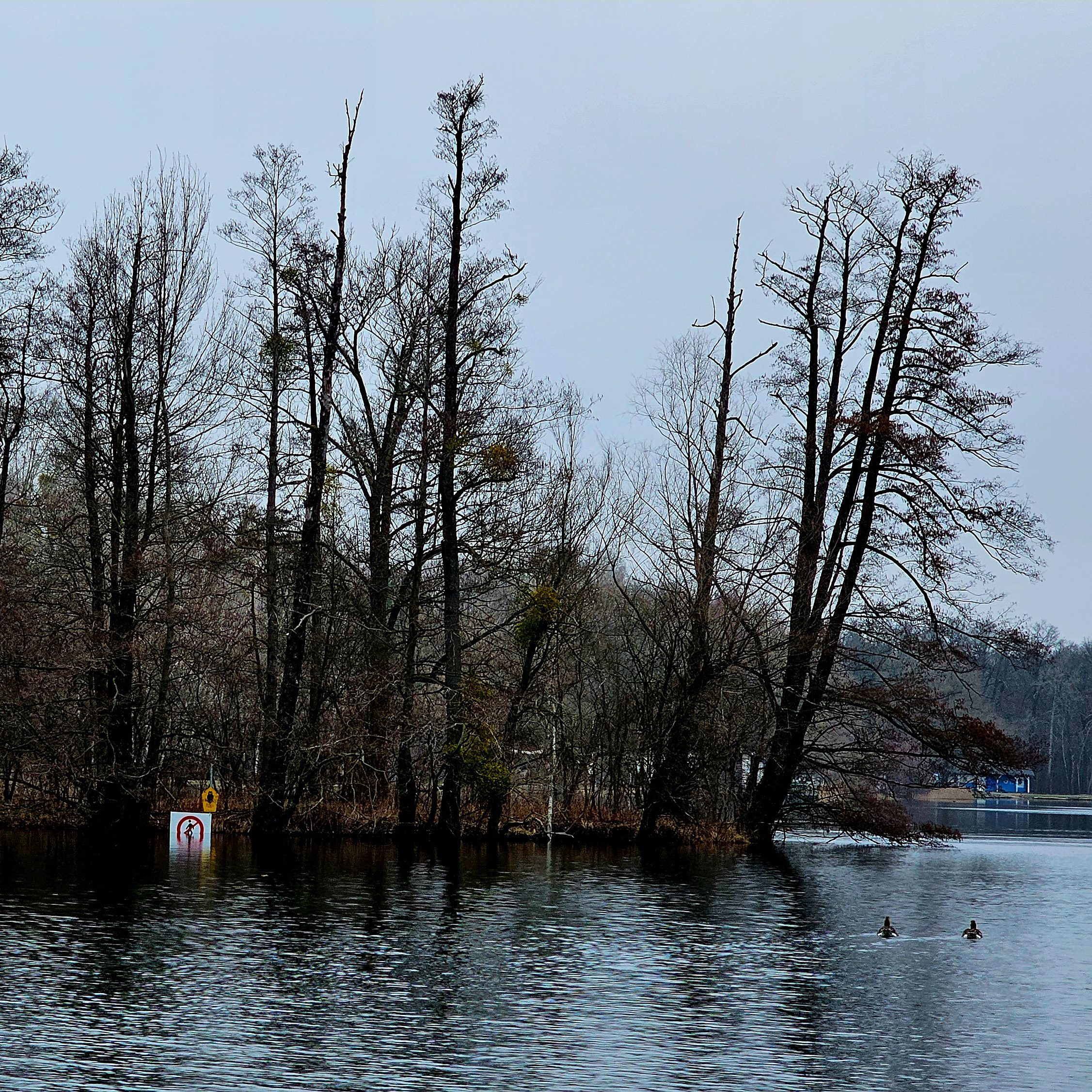 Naturschutzinseln am Nymphensee saufen ab (Februar 2024)