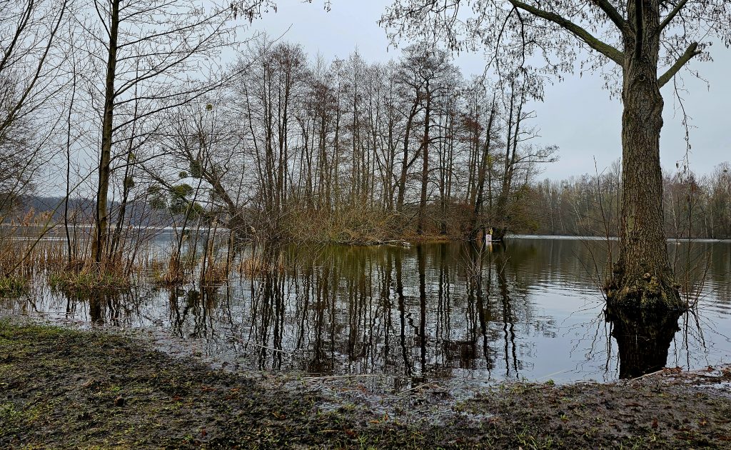 ทุ่งหญ้าที่ Nymphensee อยู่ใต้น้ำ (กุมภาพันธ์ 2024)