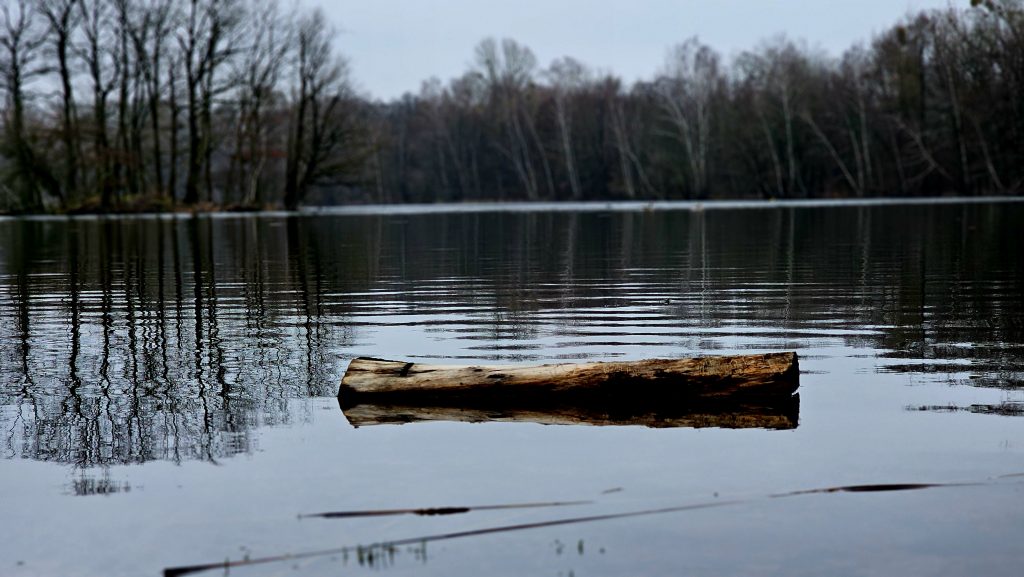 Wooden trunk on the Nymphensee (February 2024)