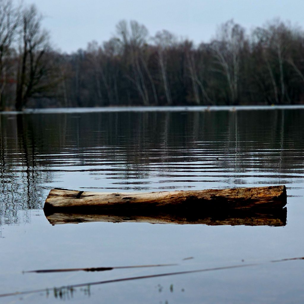 Leseno deblo na reki Nymphensee (februar 2024)