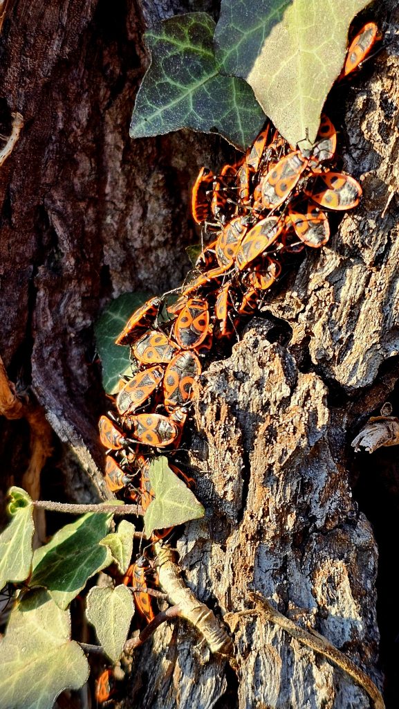 De nombreux coléoptères du feu se font bronzer sur le tronc de l'arbre