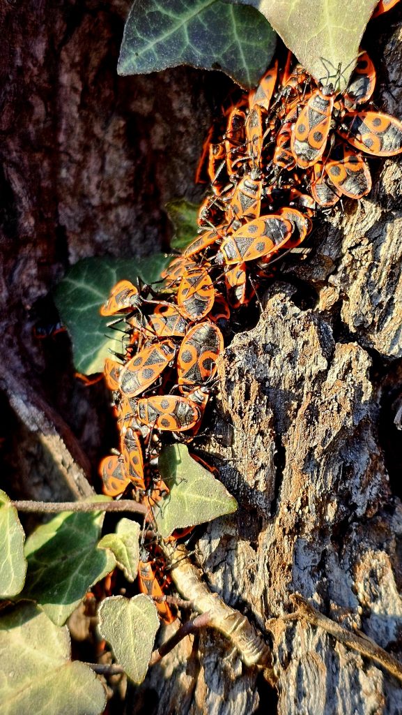 许多火甲虫在树干上晒太阳