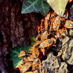 De nombreux coléoptères du feu se font bronzer sur le tronc de l'arbre
