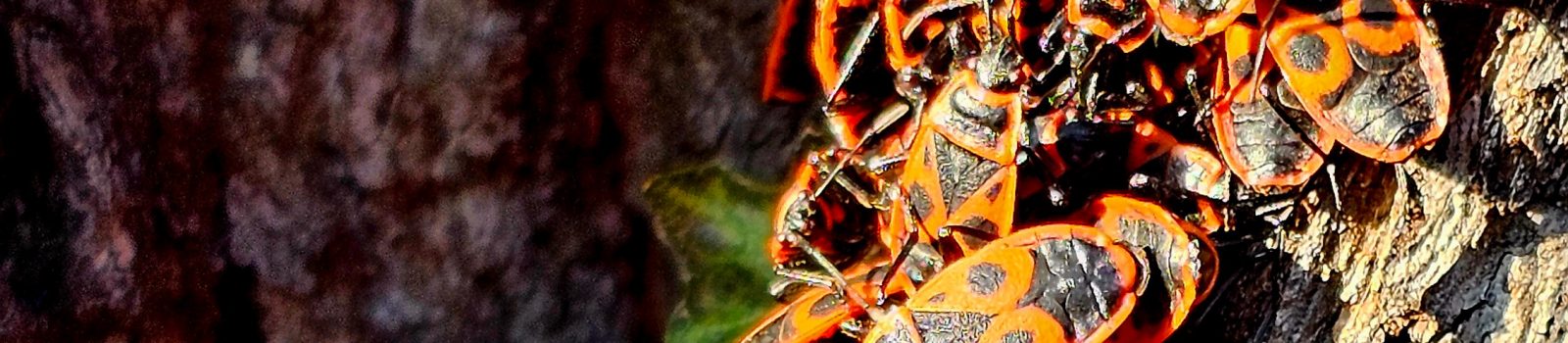Много огнени бръмбари се слънчеви на ствола на дървото