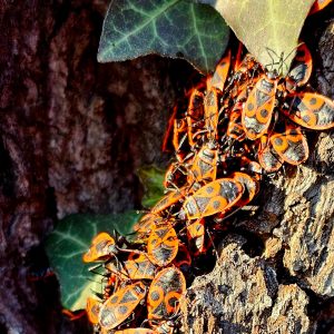 Много огнени бръмбари се слънчеви на ствола на дървото