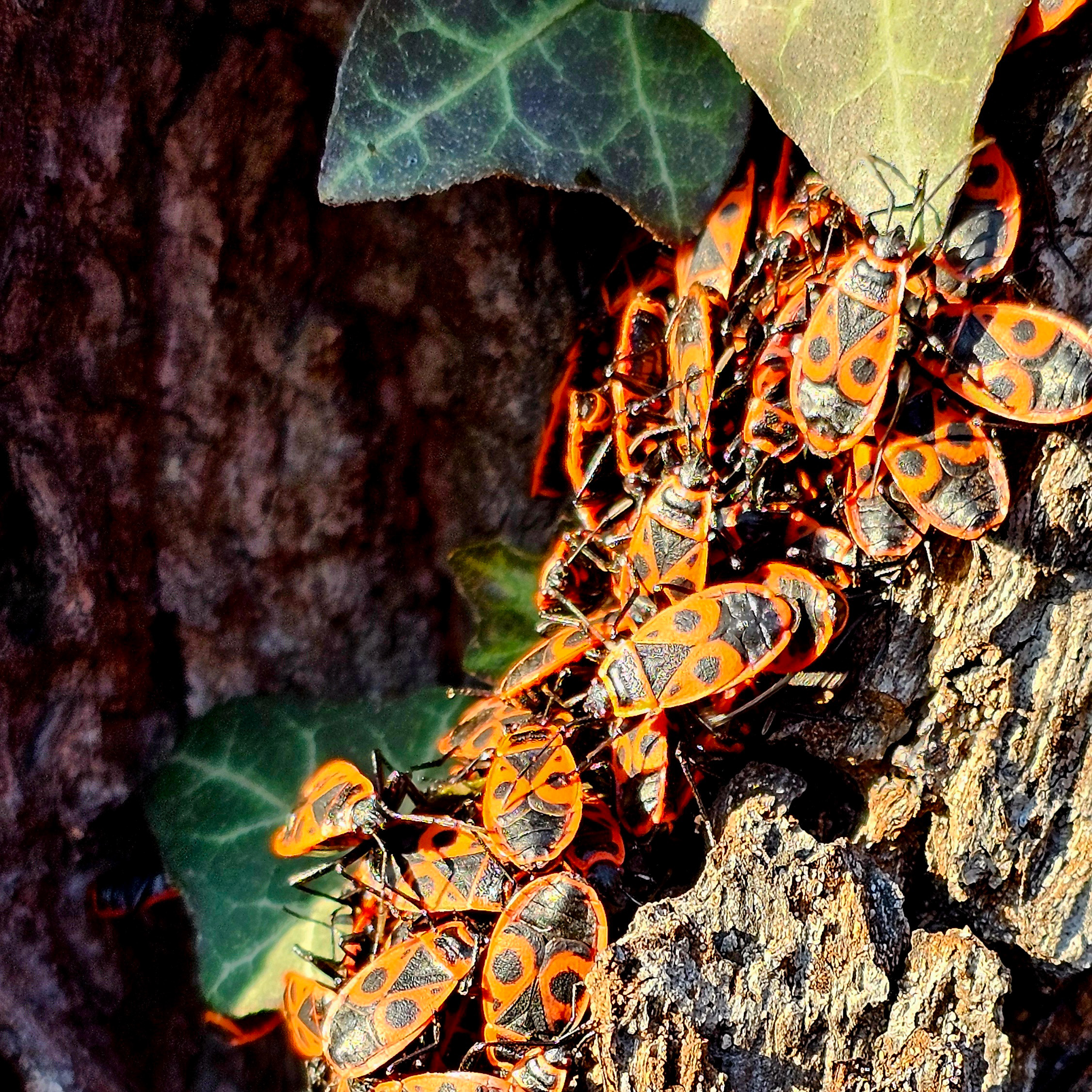 Muchos escarabajos de fuego se toman el sol en el tronco del árbol