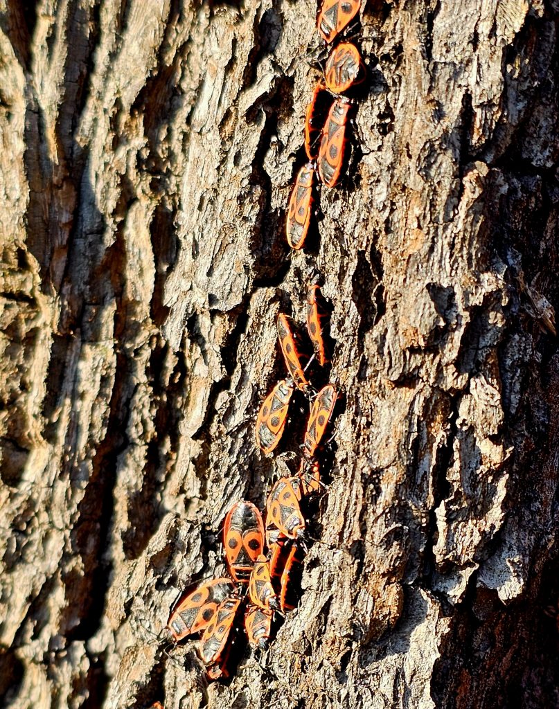 Muchos escarabajos de fuego se toman el sol en el tronco del árbol