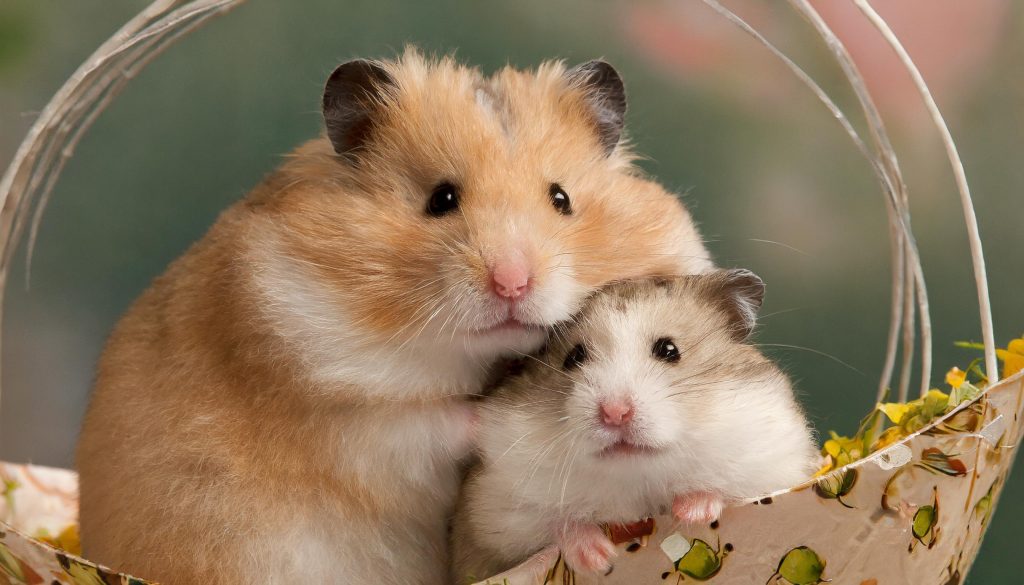 Cuddly hamster couple in a basket