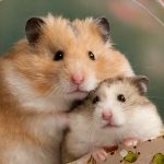 Sepet içinde sevimli hamster çifti