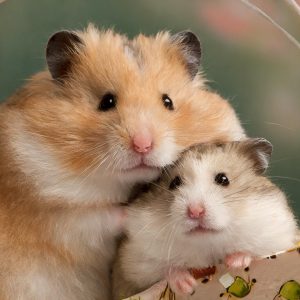 ʻO ka male hamster cuddly i loko o ka hīnaʻi