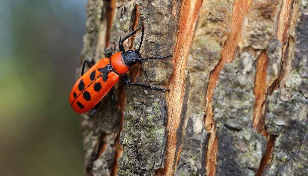 The fascinating world of the fire beetle: A look into the life of this fascinating creature