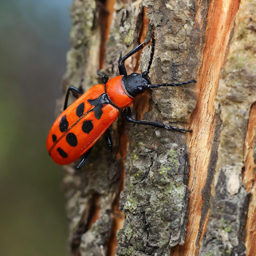 L'affascinante mondo dello scarabeo di fuoco: uno sguardo alla vita di questa affascinante creatura