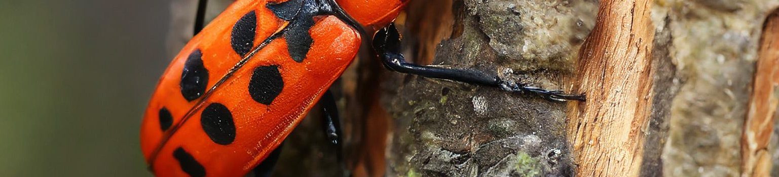Fascinantni svet hrošča ognjenega: Pogled v življenje tega fascinantnega bitja