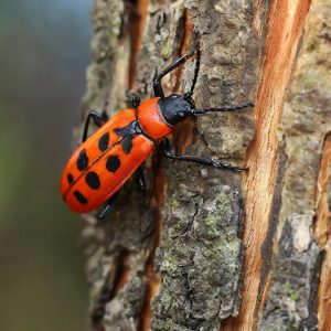 Очарователният свят на огнения бръмбар: Поглед към живота на това завладяващо създание
