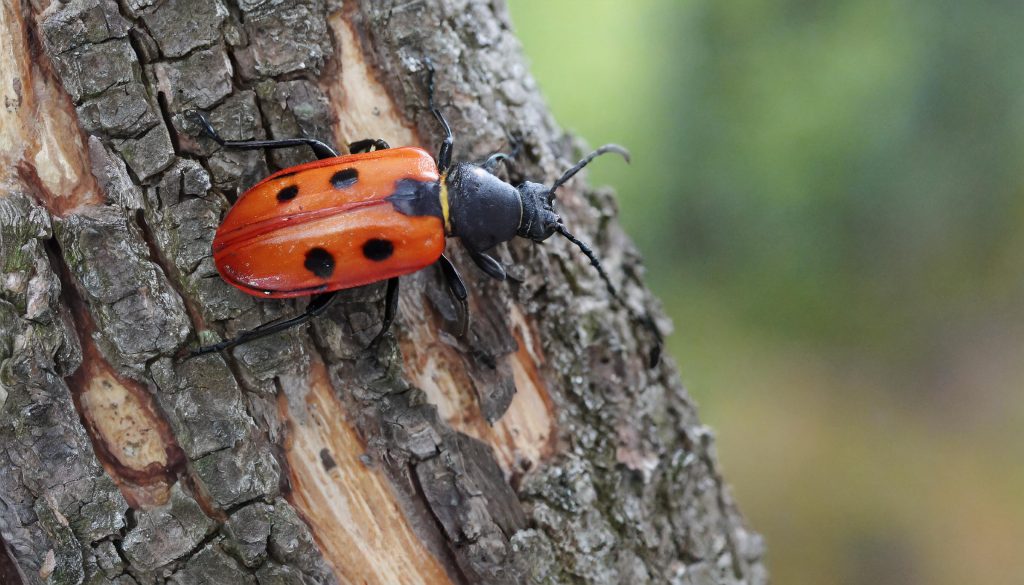Очарователният свят на огнения бръмбар: Поглед към живота на това завладяващо създание
