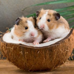 Cặp đôi hamster dễ thương bên trái dừa