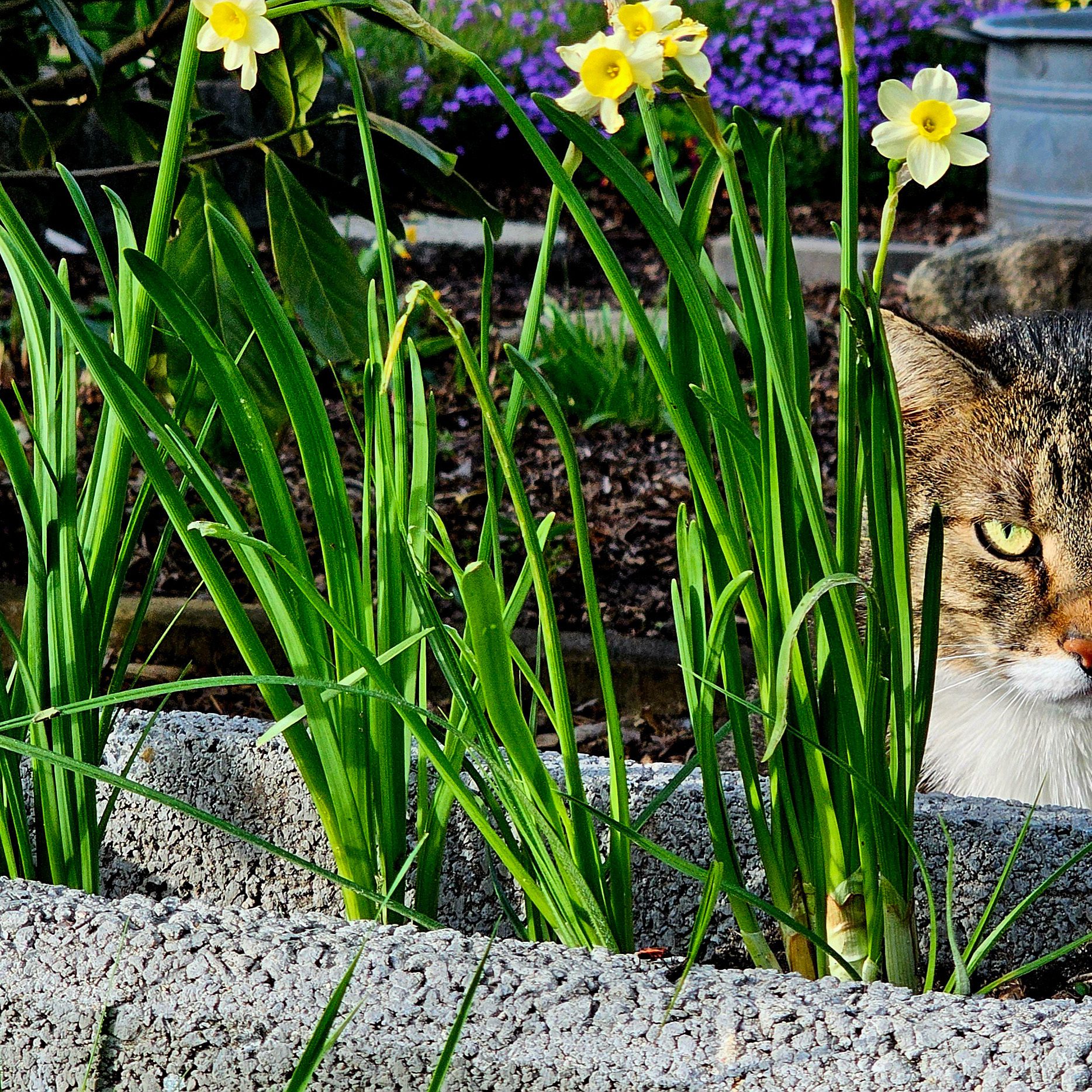 Mysteriös und unnahbar: Murkels seltener Gartenauftritt