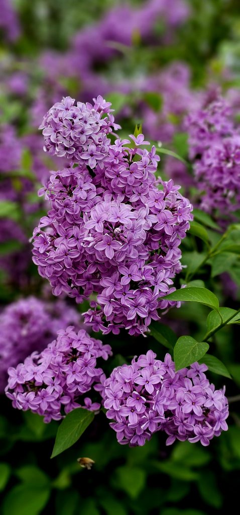 Berlin in spring: The magical world of lilacs